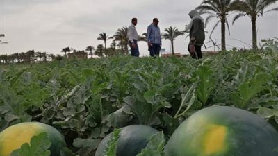 مدير زراعة دمياط: نجاح محصول البطيخ بنظام الري الحديث..صور