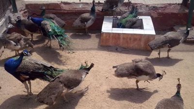 حديقة حيوان الاسكندرية بدون زوار