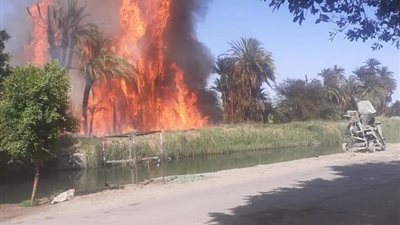 حريق بالزراعات في عضايمة الأقصر