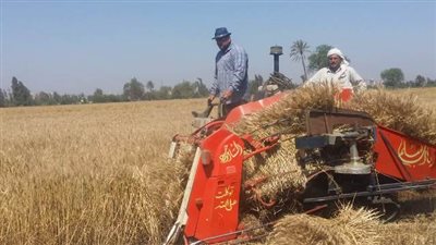 شون وصوامع الشرقية تفتح أبوابها لمنتجى القمح بعد العيد