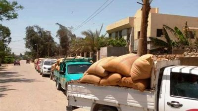 صوامع الشرقية تفتح أبوابها لإستقبال 8364 طن من سنابل الخير.. بالصور