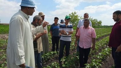 مدرسة حقلية للنهوض بمحصول القطن في القنطرة شرق بالإسماعيلية..صور