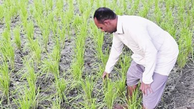 الزراعة تصدر نشرة بالتوصيات الفنية لمزارعي محصول الارز يجب مراعاتها خلال شهر يونيو