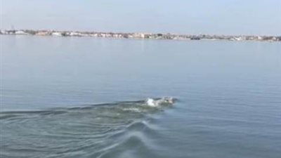السباح العالمي 
