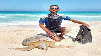 السلاحف البحرية..حيوانات مهددة بالانقراض