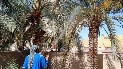 حملات مكثفة للنظافة والتجميل بمركز ومدينة سيوة