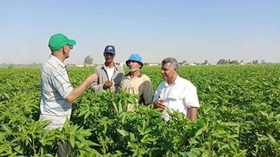متابعات ميدانية لحقول القطن شرق الإسماعيلية ..صور
