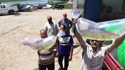 الزراعة: هيئة الثروة السمكية تلقي ٧٥٠ ألف وحدة زريعة اسماك ببحيرة البرلس