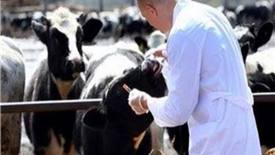 حملة بيطرية لتحصين المواشى بالاسكندرية