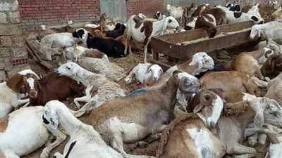 زراعة البحر الأحمر: اسعار الخراف ٦٢ جنيها قائم و٥٨ جنيها للعجول