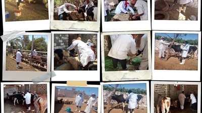 الخدمات البيطرية تناشد المربين التجاوب مع حملة الحمي القلاعية والوادي المتصدع