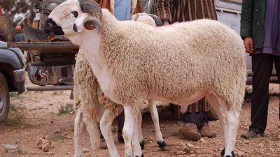 تقسيط الاضحية للعاملين بالقطاع العام والحكومة.. هل يضر بقبولها عند الله ؟...الافتاء تجيب