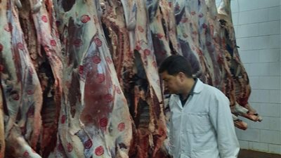 رفض دخول 5 أضاحى لمجازر القليوبية بسبب النحافة والهزال