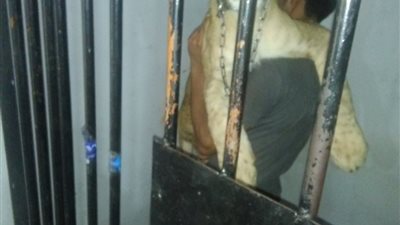 حبس 3 متهمين بحيازة أسد في السخنة ونقله إلى حديقة الحيوان بالجيزة