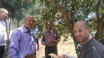 زراعة الإسماعيلية تكثف المرور علي مصايد مكافحة ذبابتي الفاكهة والخوخ ..صور
