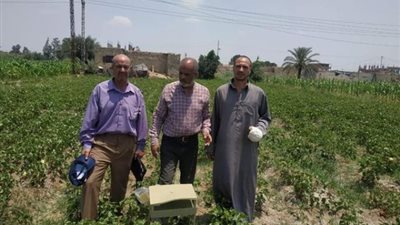 نتائج مبشرة لزراعات القطن في الإسماعيلية ..صور