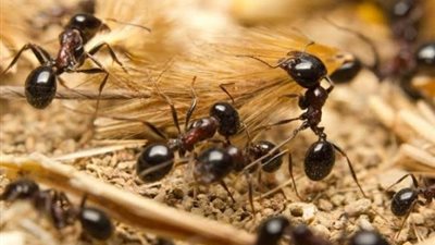 ينتشر بمواقع التواصل الاجتماعى بوستات تشير عن علاقة بين وجود النمل والحسد فهل ذلك صحيح ؟ .. دار الإفتاء تجيب