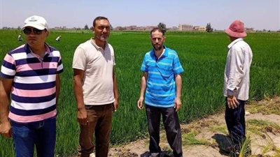 استمرار زراعة الشرقية في تنفيذ المدارس الحقلية للنهوض بمحصول الأرز