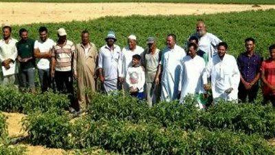 بسبب البلطجية.. استثمارات النوبارية في خطر