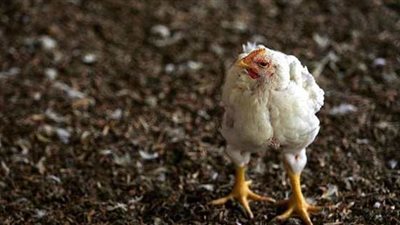 حادث غريب..الدجاج انتصر على ثعلب
