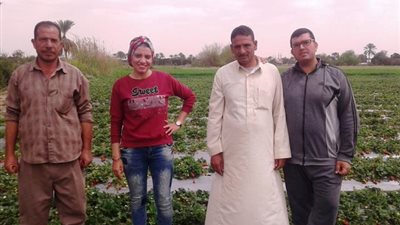 الجمهورية أون لاين ترصد خطوات فراولة الإسماعيلية للتصدير .. بالصور