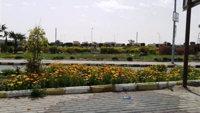 زهور الربيع تغزو شوارع و ميداين مدينة بدر الرئيسية .. بالصور