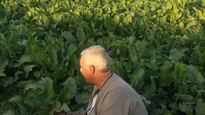 نقيب عام الفلاحين: القصب يخوض حرب وجود ضد البنجر