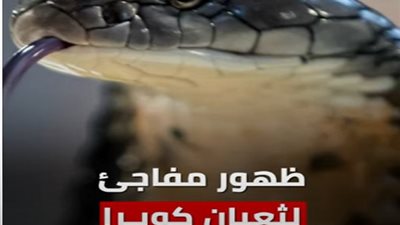 بالفيديو.. ثعبان كوبرا يقتل 5 في سيارة أجرة.. فما القصة؟