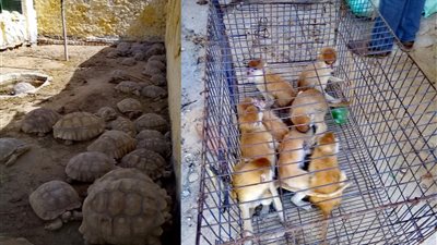 البيئة تنظم حملة مكبرة على المزارع بطريق القاهرة الاسكندرية الصحراوى