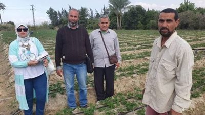 نصائح ذهبية لنجاح زراعة الفراولة المحصول التصديري الأول بالإسماعيلية ..صور