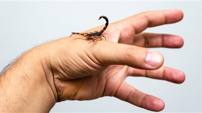 أعراض وعلاج لدغة العقرب