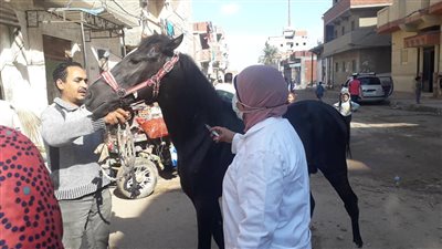 رعاية بيطرية متميزة وأستخراج بطاقات للحيوانات بالقرى فى الإسكندرية