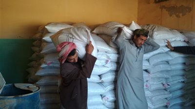 الزراعة: توزيع 40 طن تقاوى شعير بالمجان على مزارعي التجمعات البدوية بمطروح ..صور