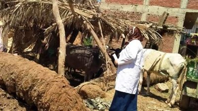 بيطري الشرقية يُجري الترصد الوبائي لـ 613 منزلا في 34 قرية ..صور