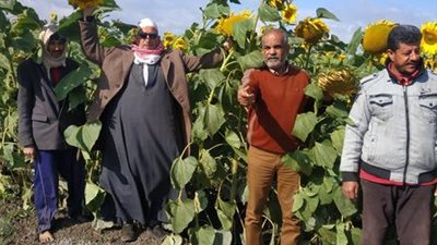 حملات ارشادية لمحصول دوار الشمس بالقنطرة في الإسماعيلية..صور