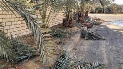 سيوة تتجمل لإنطلاق المهرجان الخامس للتمور..صور