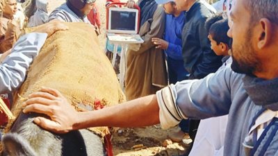 محافظ أسيوط: استمرار القوافل البيطرية بالقرى وقافلة بيطرية مجانية