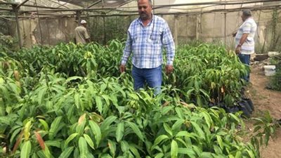 تعرف على الاجراءات المطلوبة لترخيص صوبة لإنتاج محاصيل الخضر