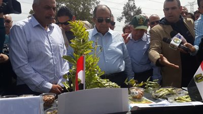 ابو ستيت ينصح المزارعين بالكتان باعتباره محصول متعدد الأغراض ومربح