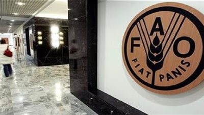 الفاو تسلم رؤوس تيوس للمستفيدين بمطروح للتنمية