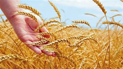 الزراعة: توريد 385 ألف طن قمح لشركات المطاحن والبنك الزراعي والمصرية القابضة