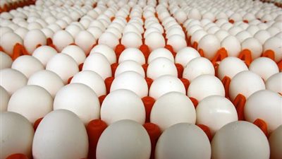 أسعار البيض اليوم الثلاثاء 1-2-2022