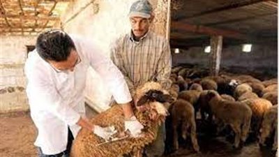 انطلاق حملة التطعيم ضد الجلد العقدي وجدري الأغنام في الإسماعيلية