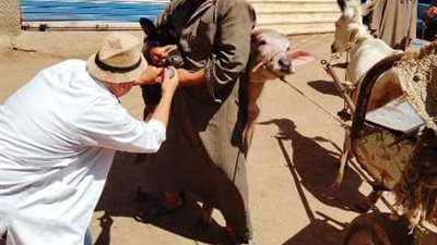 بيطري الشرقية يرش 82 ألفا و509 رؤوس ماشية ويجرع 46 ألفا و545 رأساً
