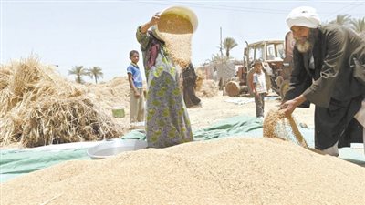 الفلاح في عيد.. بعد حافز التوريد
