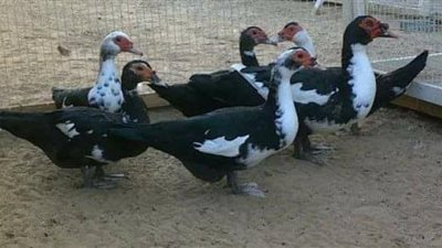 أسعار البط اليوم الخميس 24-3-2022