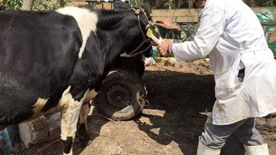 بيطري الشرقية يُجري المسح التناسلي والتلقيح الصناعى لـ19 ألف رأس ماشية