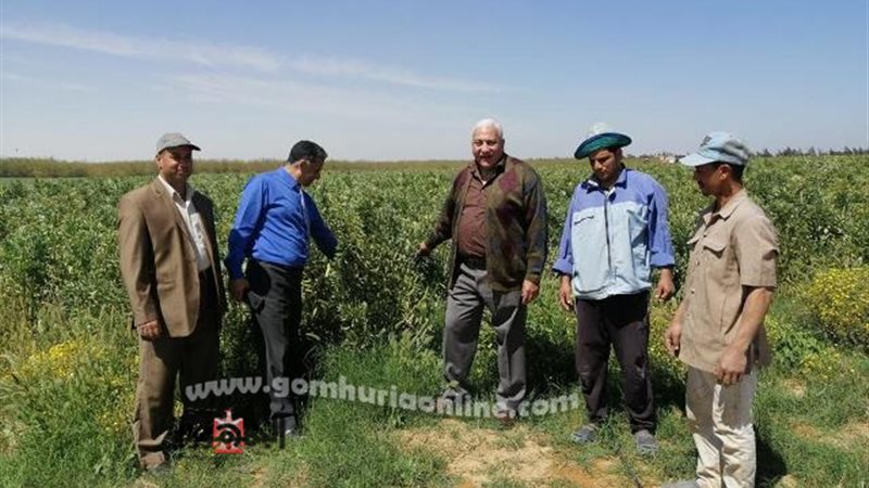 بوابة الجمهورية
