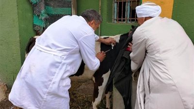 بيطري الشرقية يُحصن 413 ألف رأس ماشية للوقاية من مرض الحمى القلاعية والوادي المتصدع