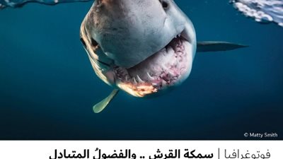 سمكة القرش .. والفضولُ المتبادل